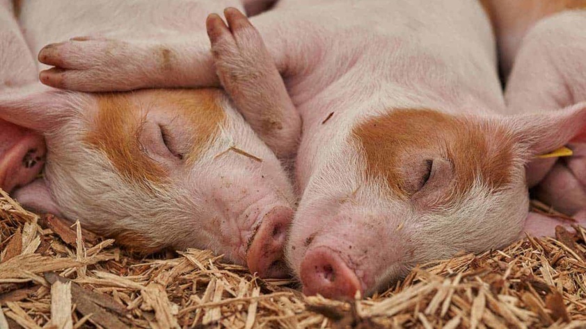 Do Pigs Eat Humans