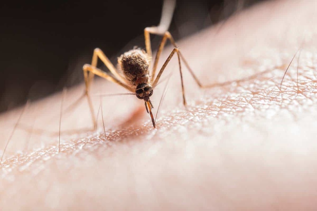 Mosquito Repellent