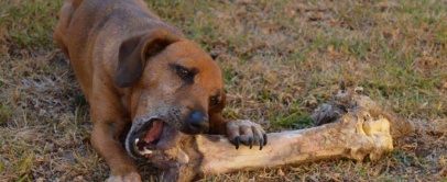 can dogs eat steak bones