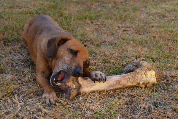 Can Dogs Have Steak Bones? - Red Lasso