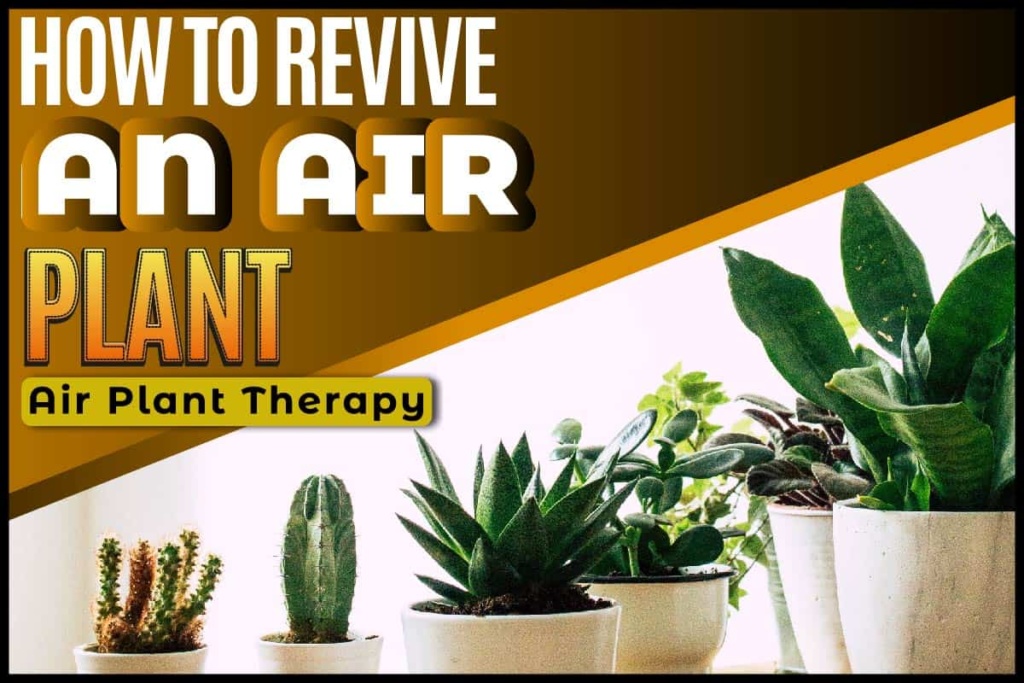 How To Revive An Air Plant