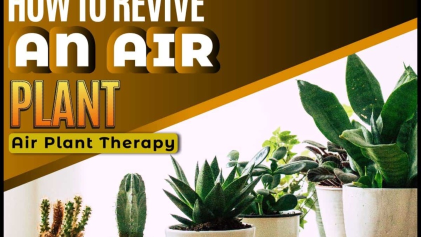 How To Revive An Air Plant