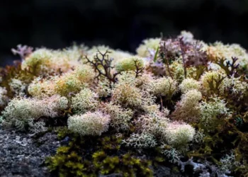 5 Benefits Of Sea Moss