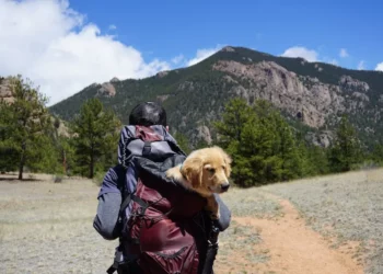 5 Ways Your Pet Can Travel With You
