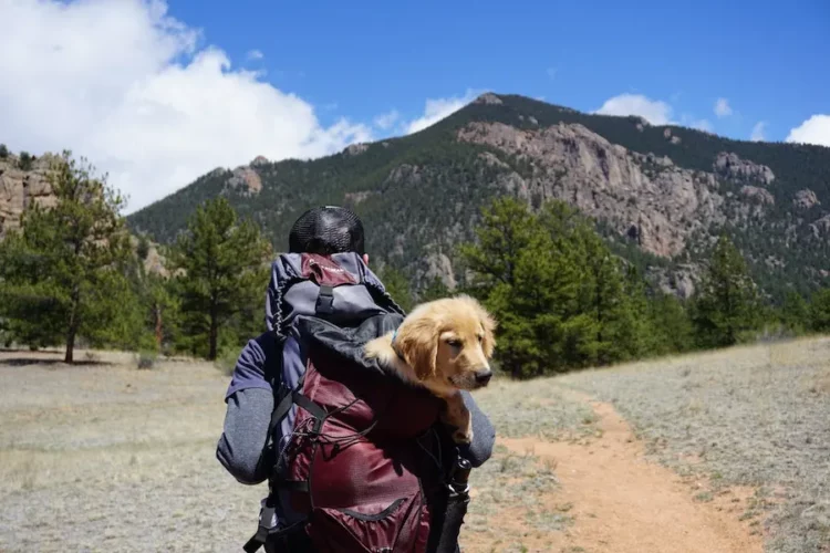 5 Ways Your Pet Can Travel With You