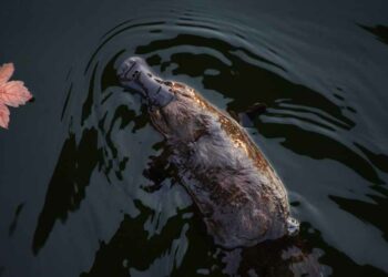 Does A Platypus Have A Stomach