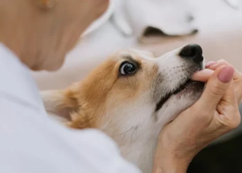 The Role Of A Dog Bite Attorney In Seeking Justice And Fair Compensation