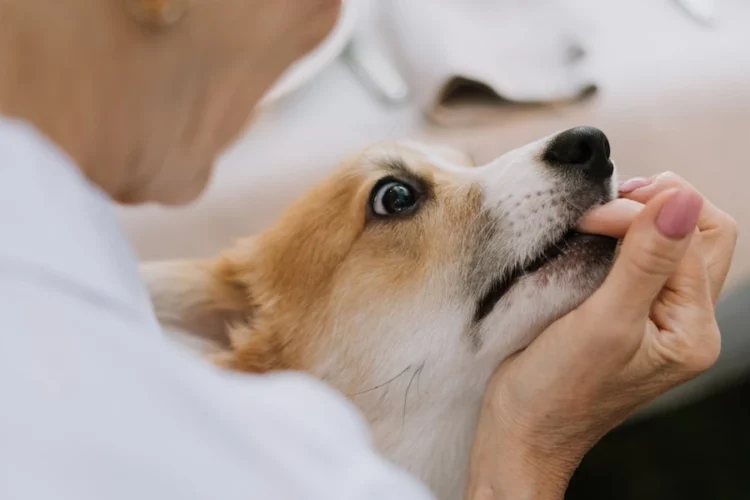 The Role Of A Dog Bite Attorney In Seeking Justice And Fair Compensation