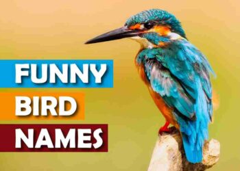 Funny Bird Names