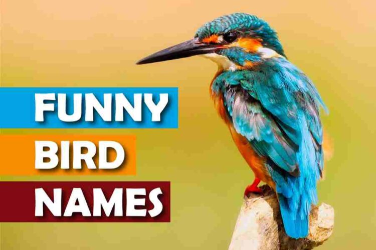 Funny Bird Names