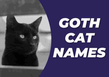 Goth Cat Names