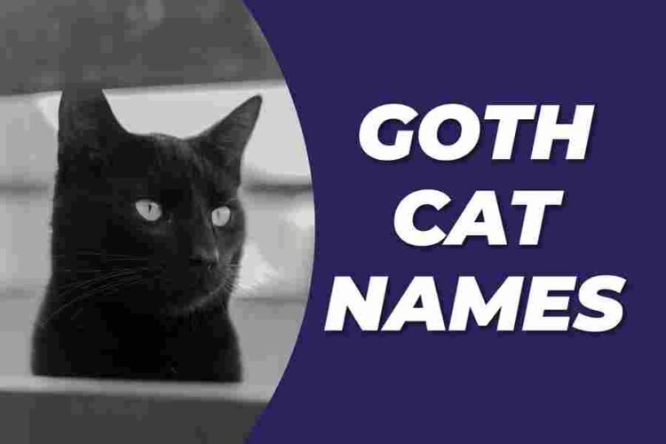 Goth Cat Names