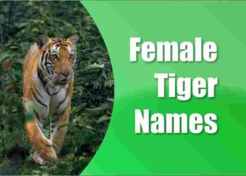 Female Tiger Names