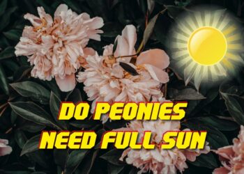 Do Peonies Need Full Sun