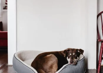 Dog Beds That Are Waterproof And Easy To Clean Are Good For Older Dogs That Have Accidents
