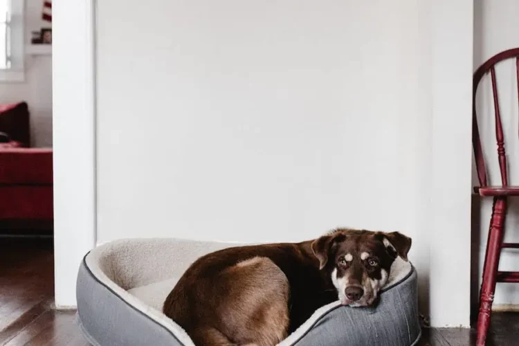 Dog Beds That Are Waterproof And Easy To Clean Are Good For Older Dogs That Have Accidents