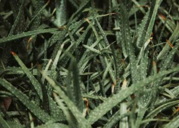 How To Start Aloe Vera Farming Business