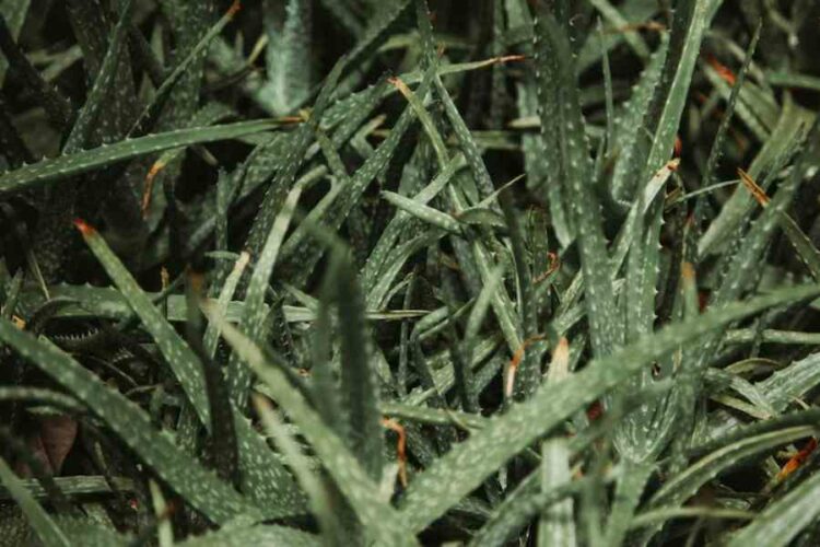 How To Start Aloe Vera Farming Business