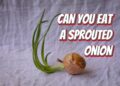 Can You Eat A Sprouted Onion