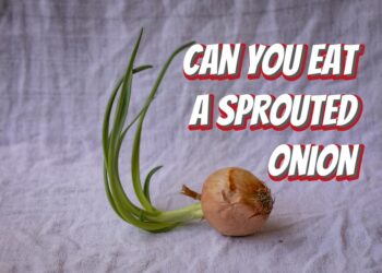 Can You Eat A Sprouted Onion