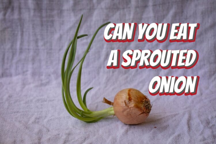 Can You Eat A Sprouted Onion