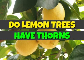 Do Lemon Trees Have Thorns