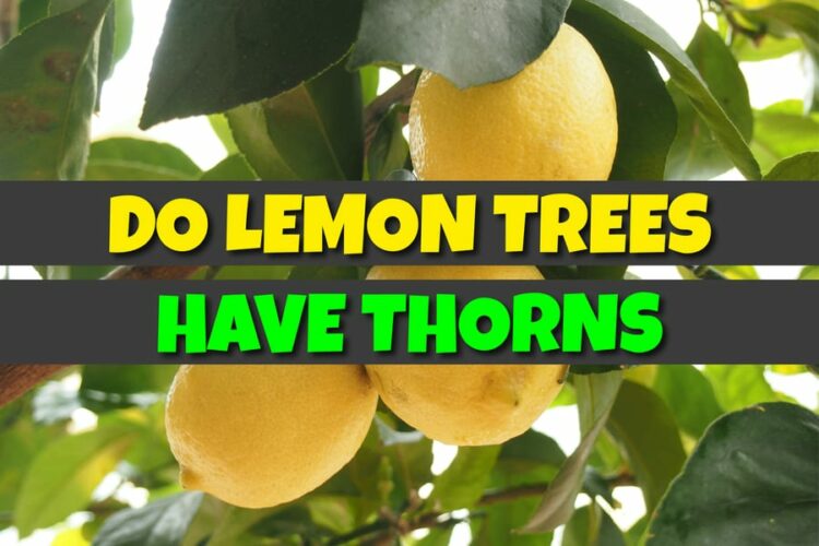 Do Lemon Trees Have Thorns