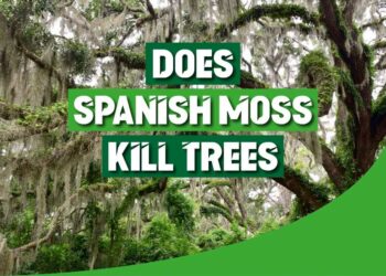 does spanish moss kill trees
