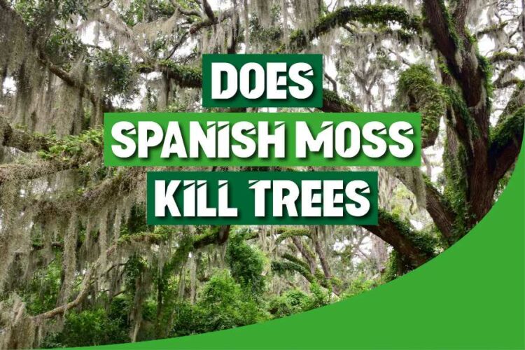Does Spanish Moss Kill Trees? Unraveling The Truth Red Lasso