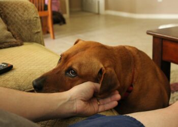 How A Dog Bite Can Fall In A Personal Injury Case