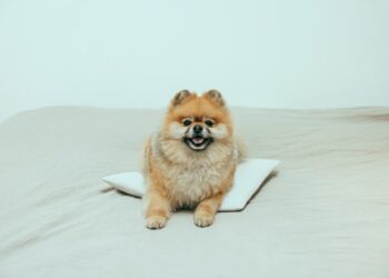 Ways To Keep Your Dog Entertained While You’re Gone