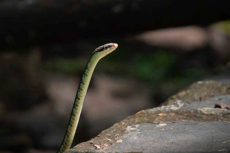 Why Is The Snake Eye Piercing Dangerous Why Are Snake Bite Piercings Dangerous? Unmasking The Risks - Red Lasso