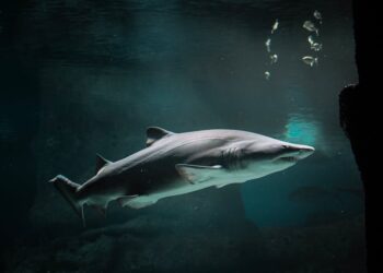 Are There Sharks In The Great Lakes