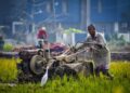 What Happened During the Agricultural Revolution